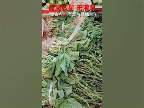 田灌草禁忌|誰犯田灌草禁忌會遭厄運？